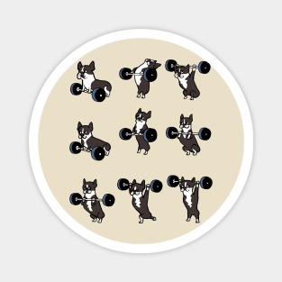 OLYMPIC LIFTING  Boston Terrier Magnet